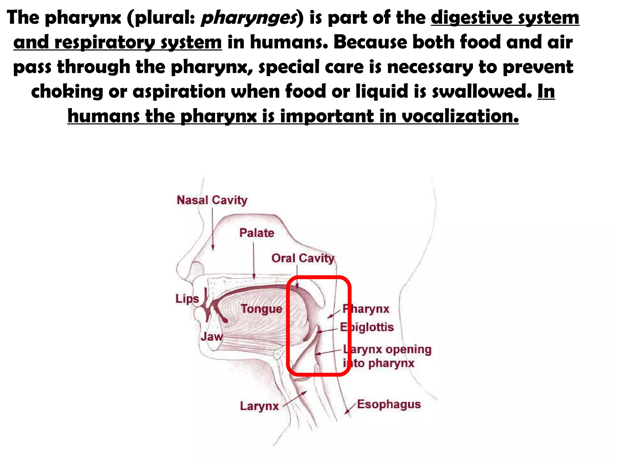 The  pharynx  (plural:  pharynges ) is part of the  digestive system and respiratory system  in humans. Because both food and air pass through the pharynx, special care is necessary to prevent choking or aspiration when food or liquid is swallowed.  In humans the pharynx is important in vocalization. 