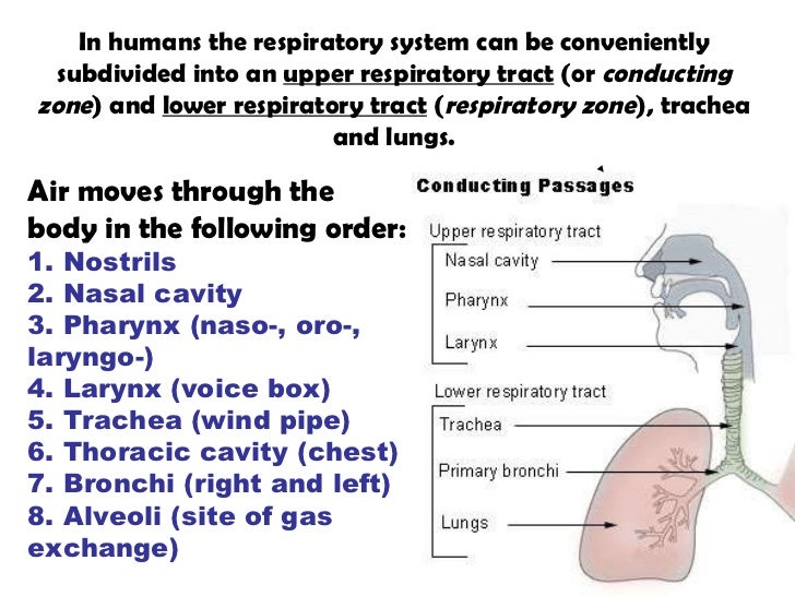 Label the structures of the thoracic cavity.