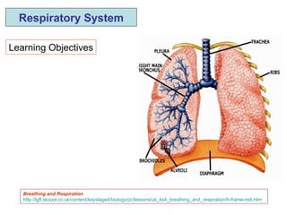 Learning Objectives Respiratory System Breathing and Respiration http://lgfl.skoool.co.uk/content/keystage4/biology/pc/lessons/uk_ks4_breathing_and_respiration/h-frame-ns6.htm   