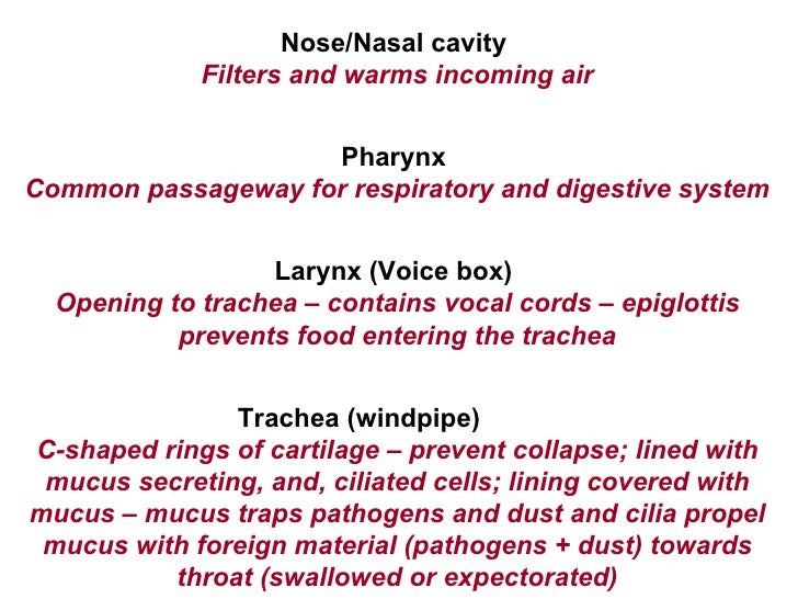 Respiratory System