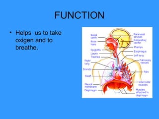 FUNCTION
• Helps us to take
oxigen and to
breathe.
 