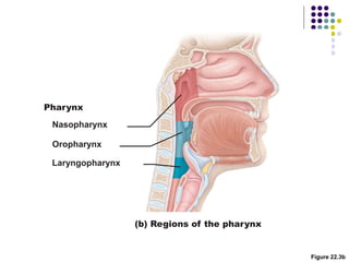 Figure 22.3b
Pharynx
Nasopharynx
Oropharynx
Laryngopharynx
(b) Regions of the pharynx
 