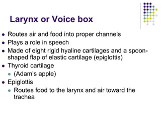 Larynx or Voice box
 Routes air and food into proper channels
 Plays a role in speech
 Made of eight rigid hyaline cartilages and a spoon-
shaped flap of elastic cartilage (epiglottis)
 Thyroid cartilage
 (Adam’s apple)
 Epiglottis
 Routes food to the larynx and air toward the
trachea
 