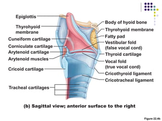 Figure 22.4b
Epiglottis
Body of hyoid bone
Thyrohyoid membrane
Vestibular fold
(false vocal cord)
Vocal fold
(true vocal cord)
Cricothyroid ligament
Cricotracheal ligament
Fatty pad
Thyroid cartilage
Cuneiform cartilage
Corniculate cartilage
Arytenoid cartilage
Cricoid cartilage
Tracheal cartilages
Arytenoid muscles
(b) Sagittal view; anterior surface to the right
Thyrohyoid
membrane
 