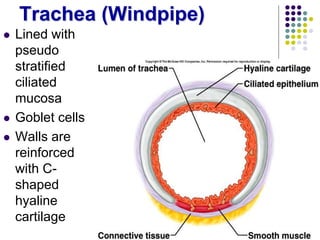 Trachea (Windpipe)
 Lined with
pseudo
stratified
ciliated
mucosa
 Goblet cells
 Walls are
reinforced
with C-
shaped
hyaline
cartilage
 