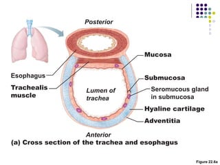 Figure 22.6a
(a) Cross section of the trachea and esophagus
Hyaline cartilage
Submucosa
Mucosa
Seromucous gland
in submucosa
Posterior
Lumen of
trachea
Anterior
Esophagus
Trachealis
muscle
Adventitia
 