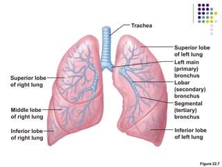 Figure 22.7
Trachea
Superior lobe
of right lung
Middle lobe
of right lung
Inferior lobe
of right lung
Superior lobe
of left lung
Left main
(primary)
bronchus
Lobar
(secondary)
bronchus
Segmental
(tertiary)
bronchus
Inferior lobe
of left lung
 