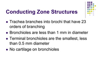 Conducting Zone Structures
 Trachea branches into brochi that have 23
orders of branching
 Bronchioles are less than 1 mm in diameter
 Terminal bronchioles are the smallest, less
than 0.5 mm diameter
 No cartilage on bronchioles
 