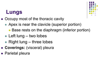 Lungs
 Occupy most of the thoracic cavity
 Apex is near the clavicle (superior portion)
 Base rests on the diaphragm (inferior portion)
 Left lung – two lobes
 Right lung – three lobes
 Coverings: (visceral) pleura
 Parietal pleura
 