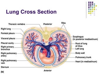 Lung Cross Section
 