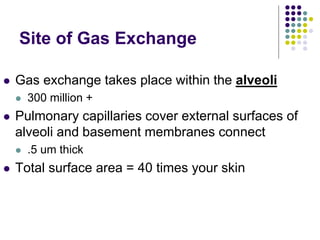 Site of Gas Exchange
 Gas exchange takes place within the alveoli
 300 million +
 Pulmonary capillaries cover external surfaces of
alveoli and basement membranes connect
 .5 um thick
 Total surface area = 40 times your skin
 