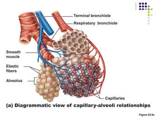 Figure 22.9a
Elastic
fibers
(a) Diagrammatic view of capillary-alveoli relationships
Smooth
muscle
Alveolus
Capillaries
Terminal bronchiole
Respiratory bronchiole
 