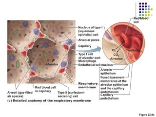Figure 22.9c
Capillary
Type II (surfactant-
secreting) cell
Type I cell
of alveolar wall
Endothelial cell nucleus
Macrophage
Alveoli (gas-filled
air spaces)
Red blood cell
in capillary
Alveolar pores
Capillary
endothelium
Fused basement
membranes of the
alveolar epithelium
and the capillary
endothelium
Alveolar
epithelium
Respiratory
membrane
Red blood
cell
O2
Alveolus
CO2
Capillary
Alveolus
Nucleus of type I
(squamous
epithelial) cell
(c) Detailed anatomy of the respiratory membrane
 