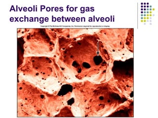Alveoli Pores for gas
exchange between alveoli
 