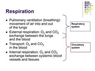 Respiration
 Pulmonary ventilation (breathing):
movement of air into and out
of the lungs
 External respiration: O2 and CO2
exchange between the lungs
and the blood
 Transport: O2 and CO2
in the blood
 Internal respiration: O2 and CO2
exchange between systemic blood
vessels and tissues
Respiratory
system
Circulatory
system
 
