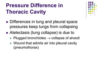 Pressure Difference in
Thoracic Cavity
 Differences in lung and pleural space
pressures keep lungs from collapsing
 Atelectasis (lung collapse) is due to
 Plugged bronchioles  collapse of alveoli
 Wound that admits air into pleural cavity
(pneumothorax)
 