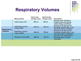 Figure 22.16b
Respiratory
volumes
Tidal volume (TV)
Amount of air inhaled or
exhaled with each breath
under resting conditions
3100 ml
Inspiratory reserve
volume (IRV)
Expiratory reserve
volume (ERV)
Residual volume (RV)
Amount of air remaining in
the lungs after a forced
exhalation
500 ml
Amount of air that can be
forcefully inhaled after a nor-
mal tidal volume inhalation
Amount of air that can be
forcefully exhaled after a nor-
mal tidal volume exhalation
1200 ml
1200 ml
Measurement Description
Adult male
average value
1900 ml
500 ml
700 ml
1100 ml
Adult female
average value
Respiratory Volumes
 