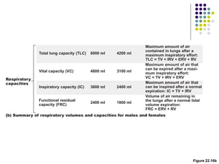 Figure 22.16b
Respiratory
capacities
(b) Summary of respiratory volumes and capacities for males and females
Functional residual
capacity (FRC)
Volume of air remaining in
the lungs after a normal tidal
volume expiration:
FRC = ERV + RV
Maximum amount of air
contained in lungs after a
maximum inspiratory effort:
TLC = TV + IRV + ERV + RV
Maximum amount of air that
can be expired after a maxi-
mum inspiratory effort:
VC = TV + IRV + ERV
Maximum amount of air that
can be inspired after a normal
expiration: IC = TV + IRV
Total lung capacity (TLC)
Vital capacity (VC)
Inspiratory capacity (IC)
6000 ml
4800 ml
3600 ml
2400 ml
4200 ml
3100 ml
2400 ml
1800 ml
 
