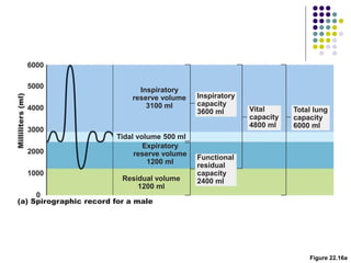Figure 22.16a
Inspiratory
reserve volume
3100 ml
Tidal volume 500 ml
(a) Spirographic record for a male
Expiratory
reserve volume
1200 ml
Residual volume
1200 ml
Functional
residual
capacity
2400 ml
Inspiratory
capacity
3600 ml Vital
capacity
4800 ml
Total lung
capacity
6000 ml
 