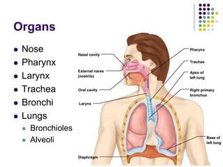 Organs
 Nose
 Pharynx
 Larynx
 Trachea
 Bronchi
 Lungs
 Bronchioles
 Alveoli
 