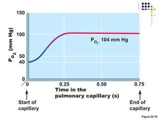 Figure 22.18
Time in the
pulmonary capillary (s)
P 104 mm Hg
O2
End of
capillary
Start of
capillary
 