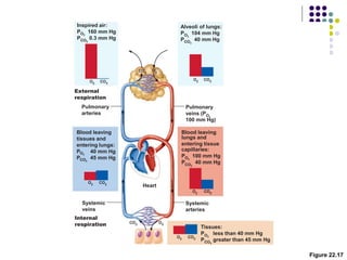 Figure 22.17
Inspired air:
P 160 mm Hg
P 0.3 mm Hg
Blood leaving
lungs and
entering tissue
capillaries:
P 100 mm Hg
P 40 mm Hg
Alveoli of lungs:
P 104 mm Hg
P 40 mm Hg
O2
Heart
Blood leaving
tissues and
entering lungs:
P 40 mm Hg
P 45 mm Hg
Systemic
veins
Systemic
arteries
Tissues:
P less than 40 mm Hg
P greater than 45 mm Hg
Internal
respiration
External
respiration
Pulmonary
veins (P
100 mm Hg)
Pulmonary
arteries
CO2
O2
CO2
O2
CO2
O2
CO2
O2
CO2
O2
 