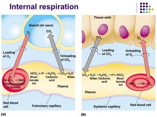 Internal respiration
 
