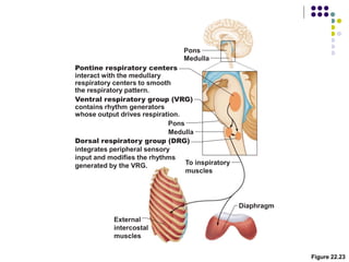 Figure 22.23
Pons
Pons
Ventral respiratory group (VRG)
contains rhythm generators
whose output drives respiration.
Pontine respiratory centers
interact with the medullary
respiratory centers to smooth
the respiratory pattern.
Medulla
Medulla
To inspiratory
muscles
External
intercostal
muscles
Diaphragm
Dorsal respiratory group (DRG)
integrates peripheral sensory
input and modifies the rhythms
generated by the VRG.
 