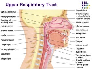 Upper Respiratory Tract
 