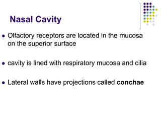 Nasal Cavity
 Olfactory receptors are located in the mucosa
on the superior surface
 cavity is lined with respiratory mucosa and cilia
 Lateral walls have projections called conchae
 