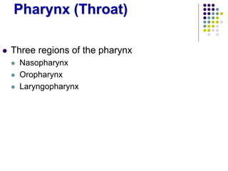 Pharynx (Throat)
 Three regions of the pharynx
 Nasopharynx
 Oropharynx
 Laryngopharynx
 