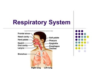 Respiratory System
 