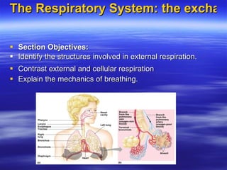 The Respiratory System: the exchange of gases  ,[object Object],[object Object],[object Object],[object Object]