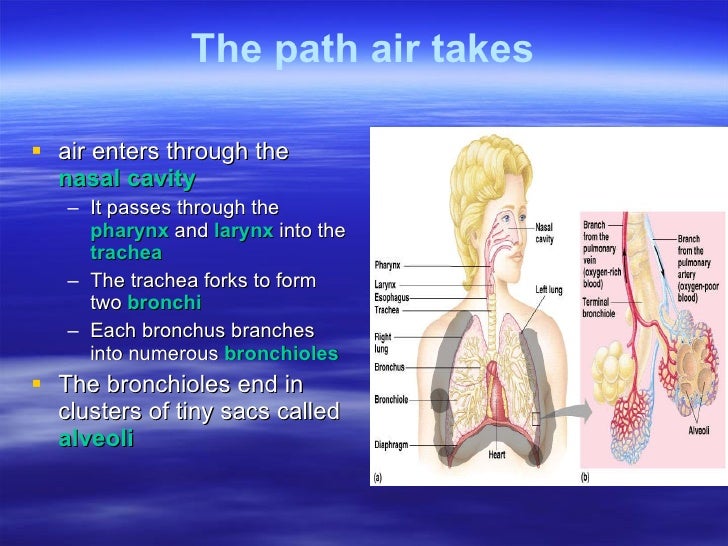 Respiratory system