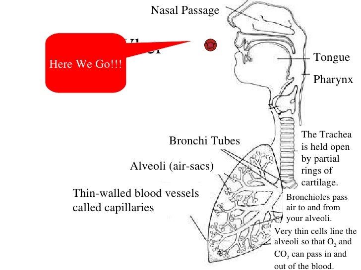 Respiratory system