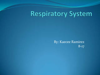 Respiratory System By: Kaecee Ramirez8-17 