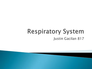 Respiratory System  Justin Gacilan 817 