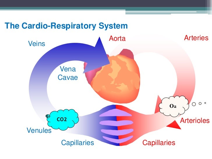 cardio vascular respiratory system working together The circulatory system and the respiratory system work closely together to ensure that organ tissues receive enough oxygen oxygen is required for cellular. cardio vascular respiratory system working together The circulatory system and the respiratory system work closely together to ensure that organ tissues receive enough oxygen oxygen is required for cellular.