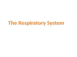 The Respiratory System 