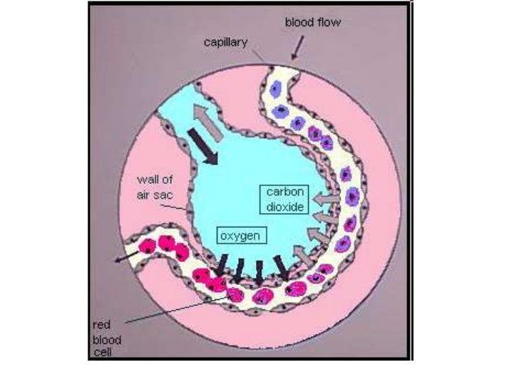 Respiratory system