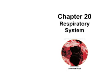Chapter 20 Respiratory System Alveolar Duct 