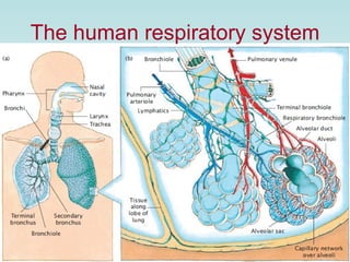 The human respiratory system 