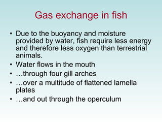 15 Respiratory System | PPT