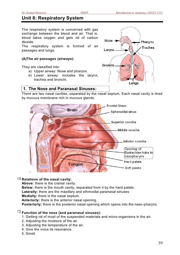 Respiratory system
