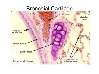 Bronchial Cartilage 