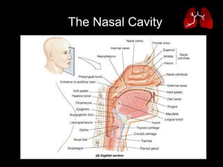 The Nasal Cavity   