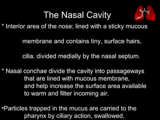 * Interior area of the nose; lined with a sticky mucous  membrane and contains tiny, surface hairs,  cilia. divided medially by the nasal septum.  * Nasal conchae divide the cavity into passageways  that are lined with mucous membrane,  and help increase the surface area available  to warm and filter incoming air.  Particles trapped in the mucus are carried to the  pharynx by ciliary action, swallowed,  and carried to the stomach where gastric juice destroys any microorganisms in the mucus.  The Nasal Cavity   