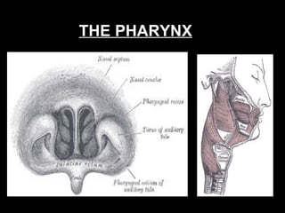 THE PHARYNX 