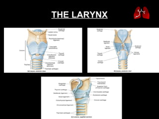 THE LARYNX 