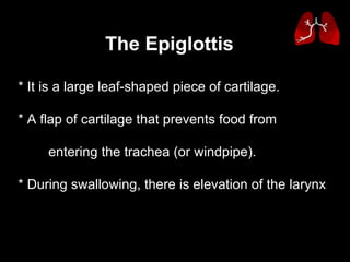 * It is a large leaf-shaped piece of cartilage. * A flap of cartilage that prevents food from  entering the trachea (or windpipe).  * During swallowing, there is elevation of the larynx  The Epiglottis 